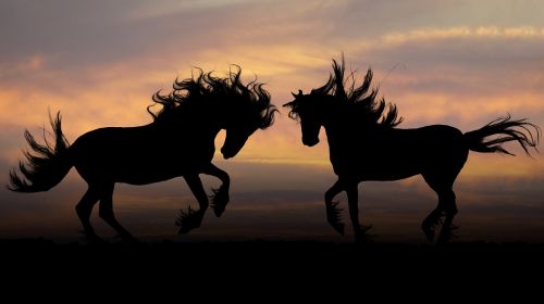 horses sunset photoshop