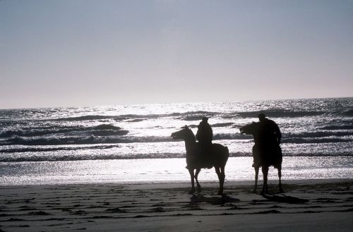 horses beach sunset