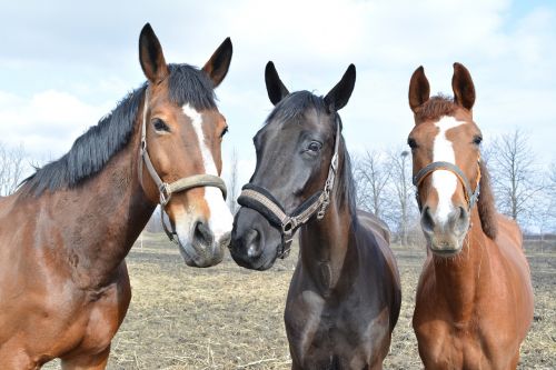 horses wild animal