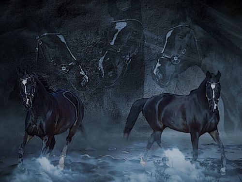 horses collage fog