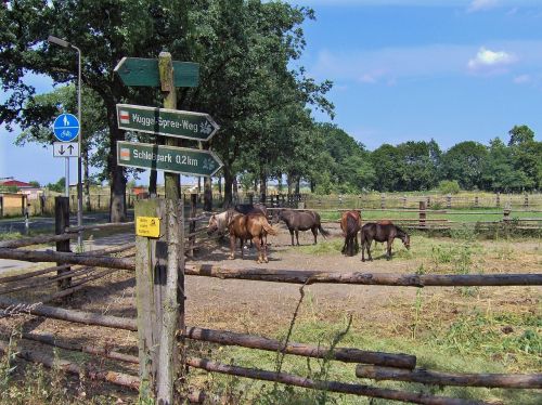 horses paddock graze