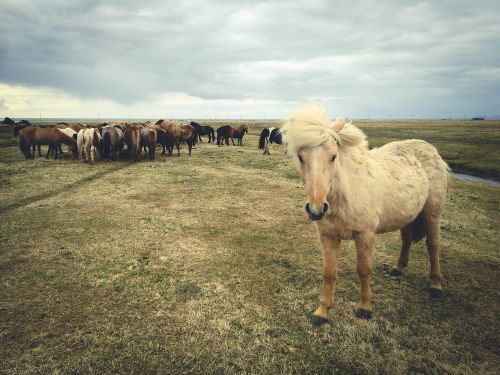 horses animals grass