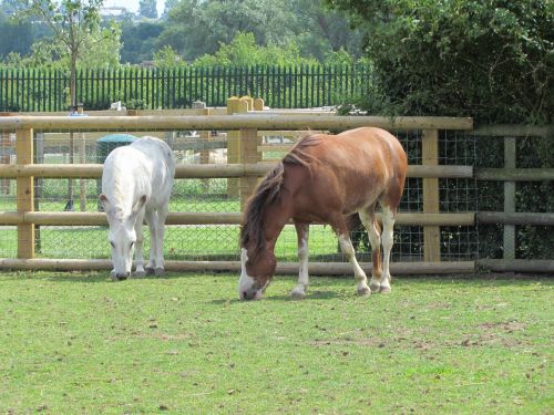 horses nature animal