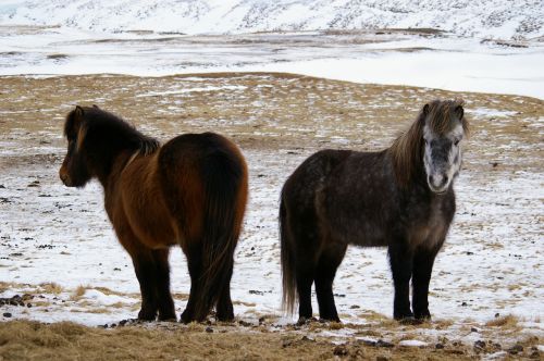 horses cold snow