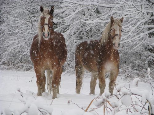 horses winter animal