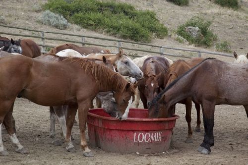 horses grazing eating