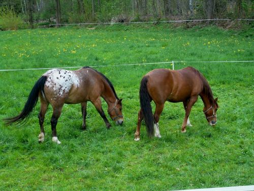 horses brown graze