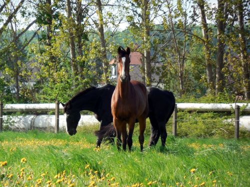 horses coupling paddock