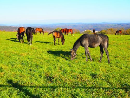 horses pasture pasture land