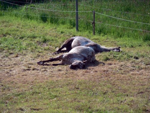 horses paddock coupling