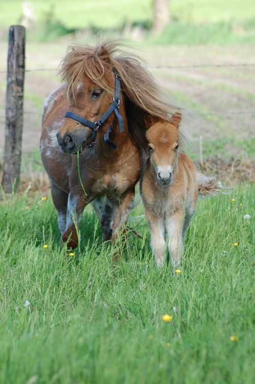 horses foal animal