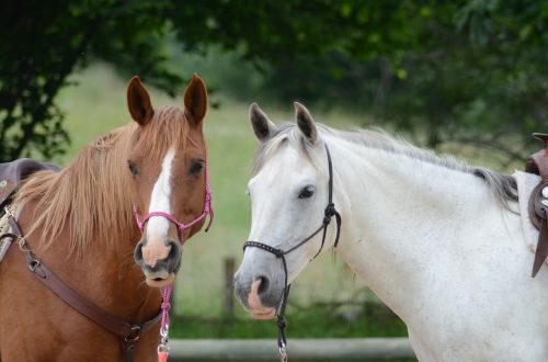 horses chestnut grey