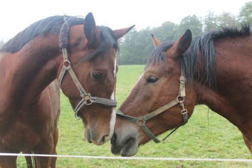 horses love for animals nostrils