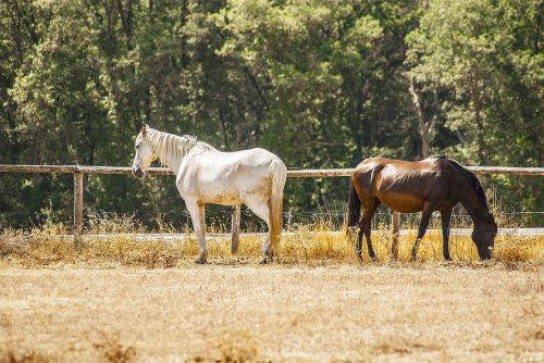 horses animals field