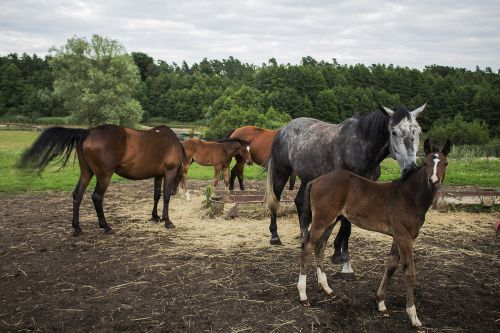 horses herd summer