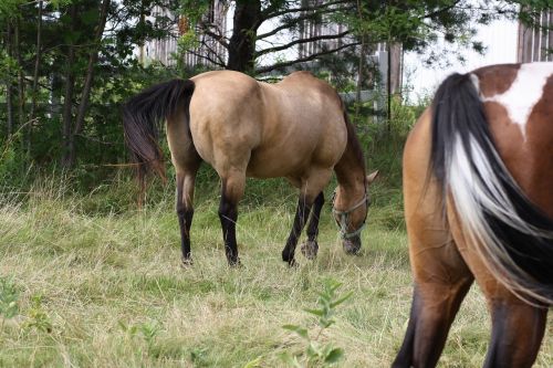 horses meadow color