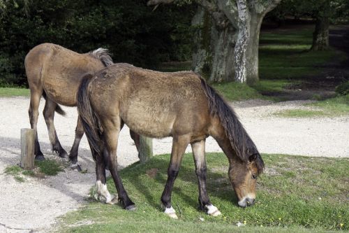 horses ponies wild horses
