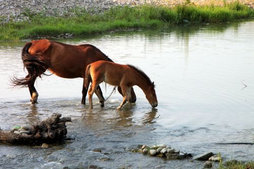 horses drink water