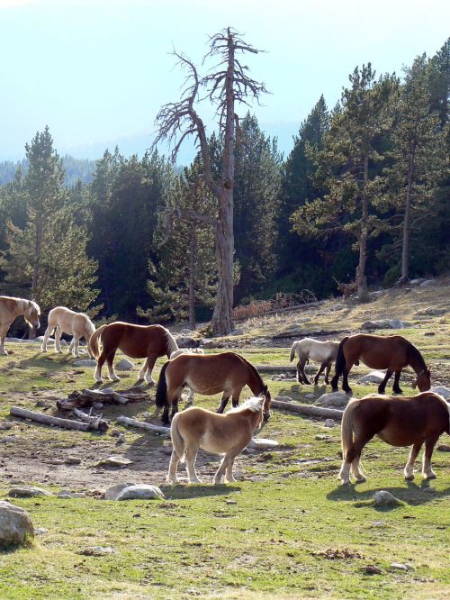 horses pyrenees catalunya