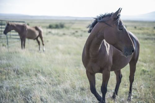 horses animals grass