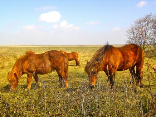 horses animal ride