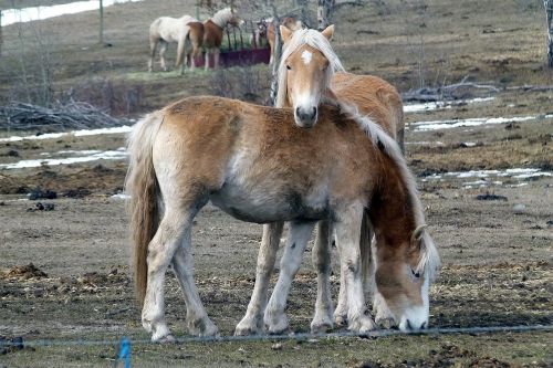 horses islander animal