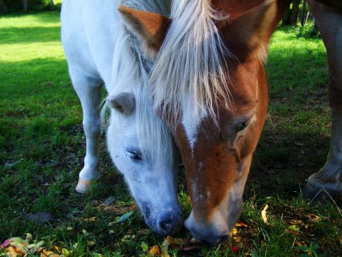 horses brown horse white horse