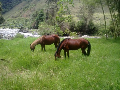 horses grass landscape