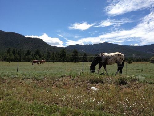 horses grazing pasture