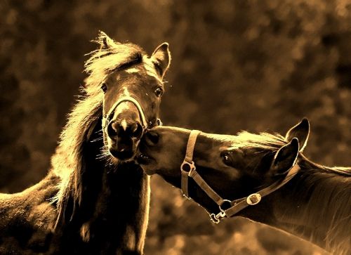 horses kiss love