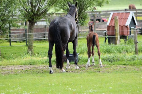 Horses &amp; Pony&#039;s Farm