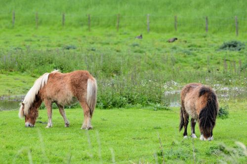 Horses &amp; Pony&#039;s Farm