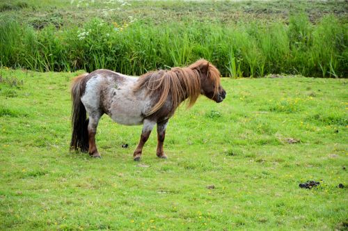 Horses &amp; Pony&#039;s Farm