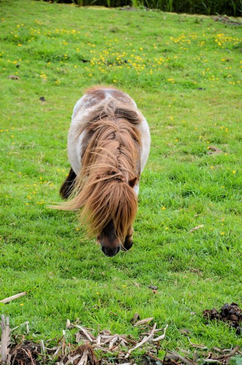 Horses &amp; Pony&#039;s Farm