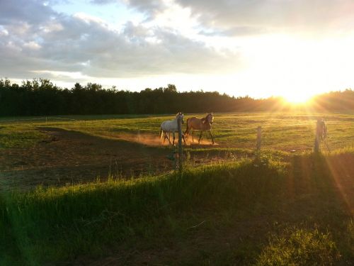 Horses And Sunset