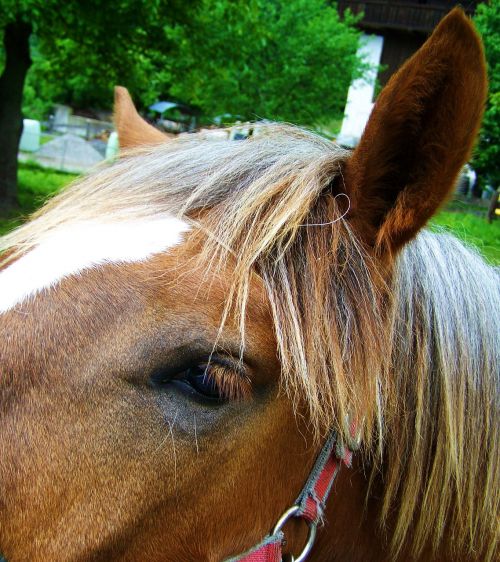 horse's eyes horse ears mane