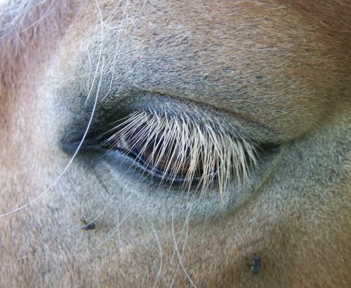 horse's eyes long white eyelashes animal