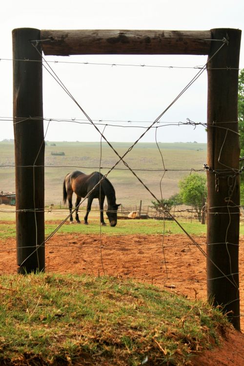 Horses Framed By Gate Post