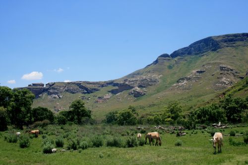 horses grasing mountain green slope