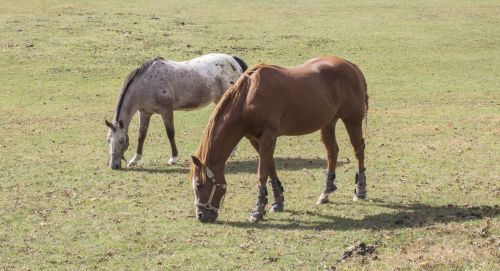 Horses Grazing