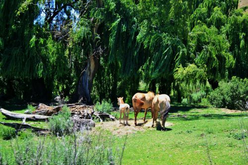 Horses Grazing Under Willow