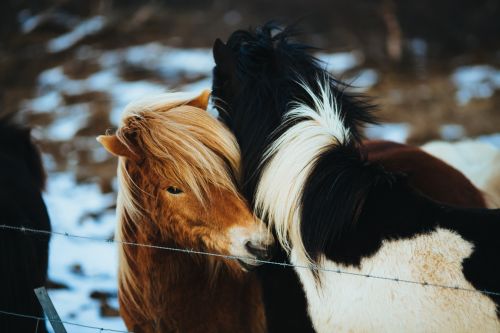 Horses In Winter