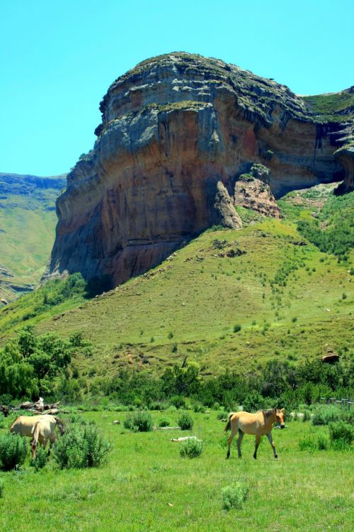 Horses Under Sandstone Cliff