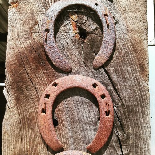 horseshoe horse old