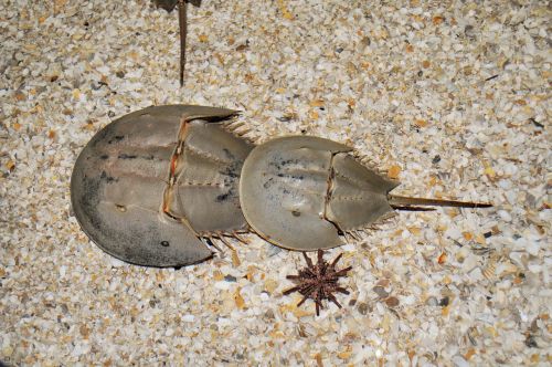 horseshoe crab the moluccas crab sand