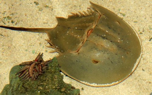 horseshoe crab sea life crustacean