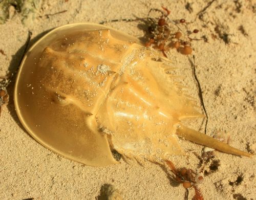 horseshoe crab crab shell