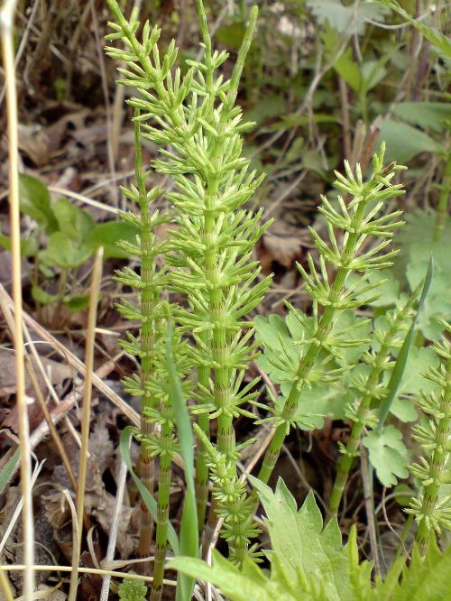 horsetail grass plant