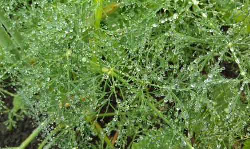 horsetail rosa grass