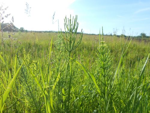 horsetail grass green